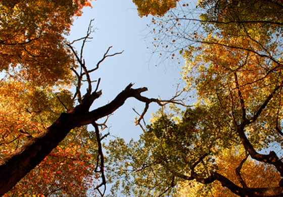 Blick in bunte Baumwipfel im Herbstwald unter blauem Himmel im Naturpark Frankenhöhe