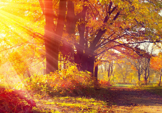 Herbstlicher Waldweg mit bunten Bäumen und Sonnenstrahlen – Arrangement Goldener Herbst im Prinzhotel Rothenburg ob der Tauber